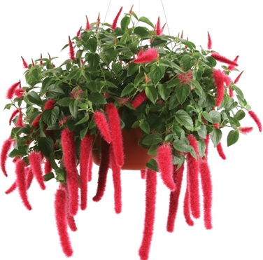 آکالیفا پندولا